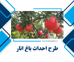 Pomegranate farm
