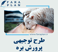 lamb farming