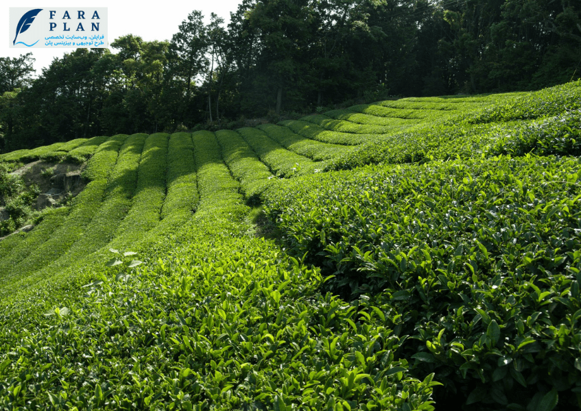 مزرعه پرورش و کشت چای