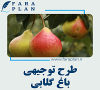 pear farming