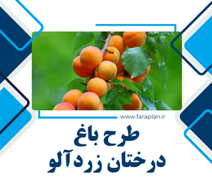 Apricot Farming