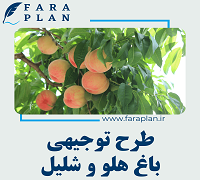 peach farming