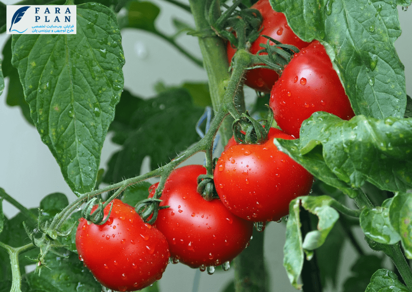 احداث گلخانه گوجه فرنگی