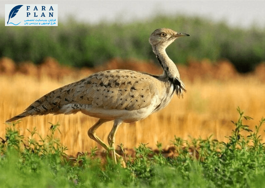 سود و درآمد کسب و کار پرورش هوبره