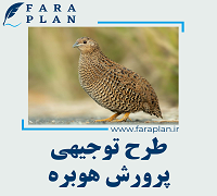 طرح توجیهی پرورش هوبره