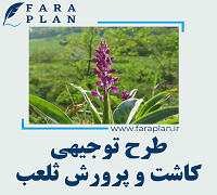 طرح توجیهی کاشت و پرورش ثعلب