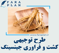 طرح توجیهی کشت، پرورش و فراوری جینسینگ