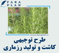 طرح توجیهی کاشت و تولید رزماری