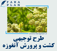 طرح توجیهی کشت و پرورش آنغوزه