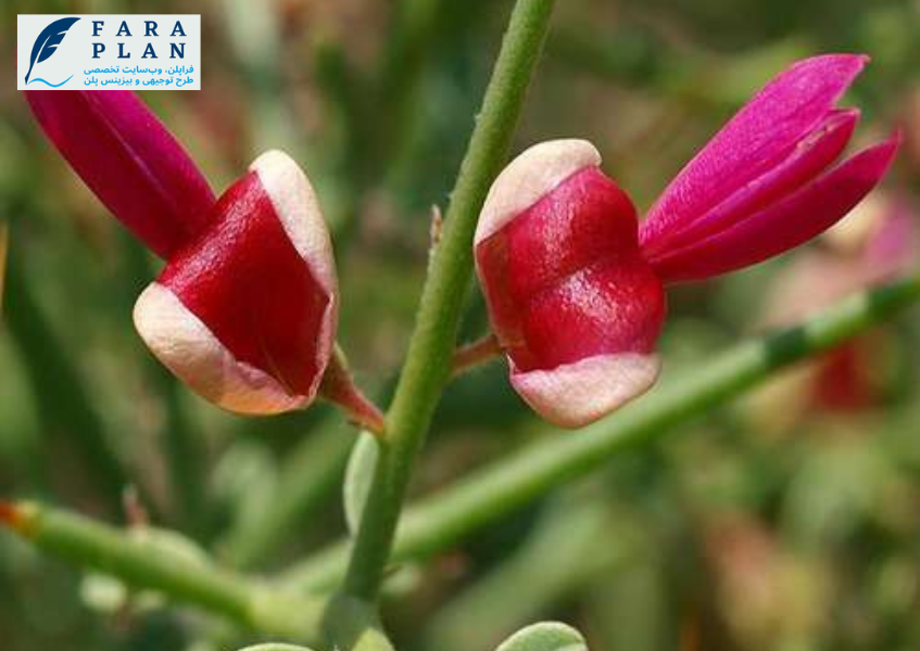 حاشیه سود گیاه خارشتر
