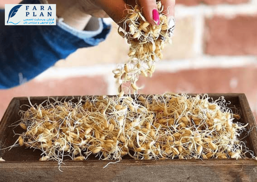 بررسی ورود به صنعت تولید سمنو