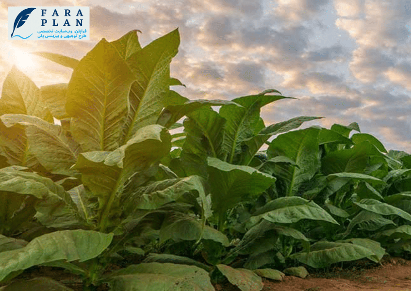 آیا کشت توتون سودآوری اقتصادی دارد؟