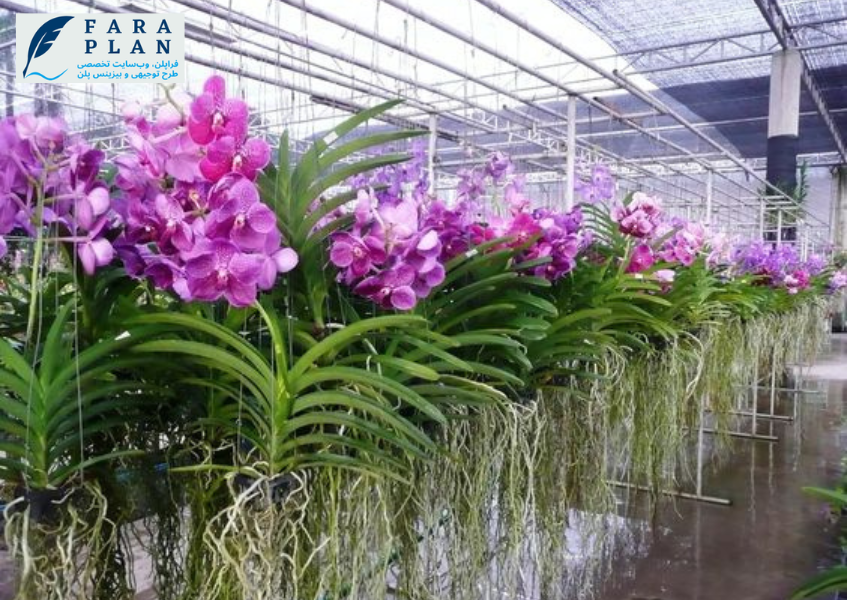 سرمایه گذاری در عرصه کشت و پرورش گل ارکیده