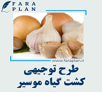 طرح توجیهی کاشت موسیر