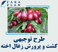طرح توجیهی کشت و پرورش زغال احته