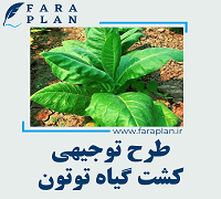 طرح توجیهی کاشت و پرورش توتون
