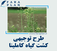 طرح توجیهی کشت گیاه کاملینا