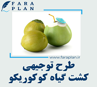 طرح توجیهی کشت گیاه کوکوریکو