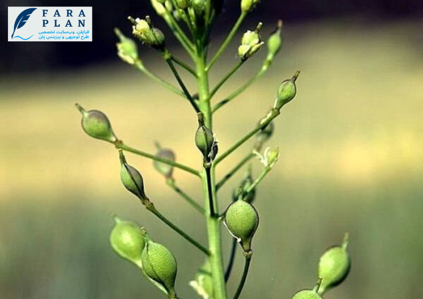 کاشت و داشت و برداشت کاملینا