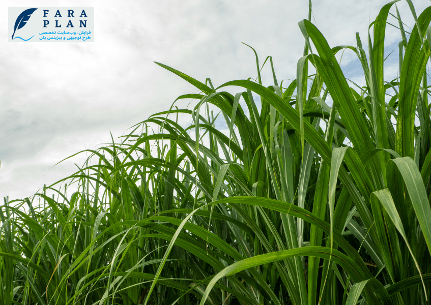 ایده پرسود کشت نیشکر