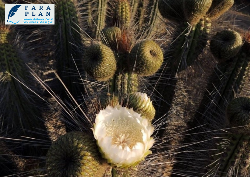 سرمایه گذاری در عرصه پرورش کوپایو