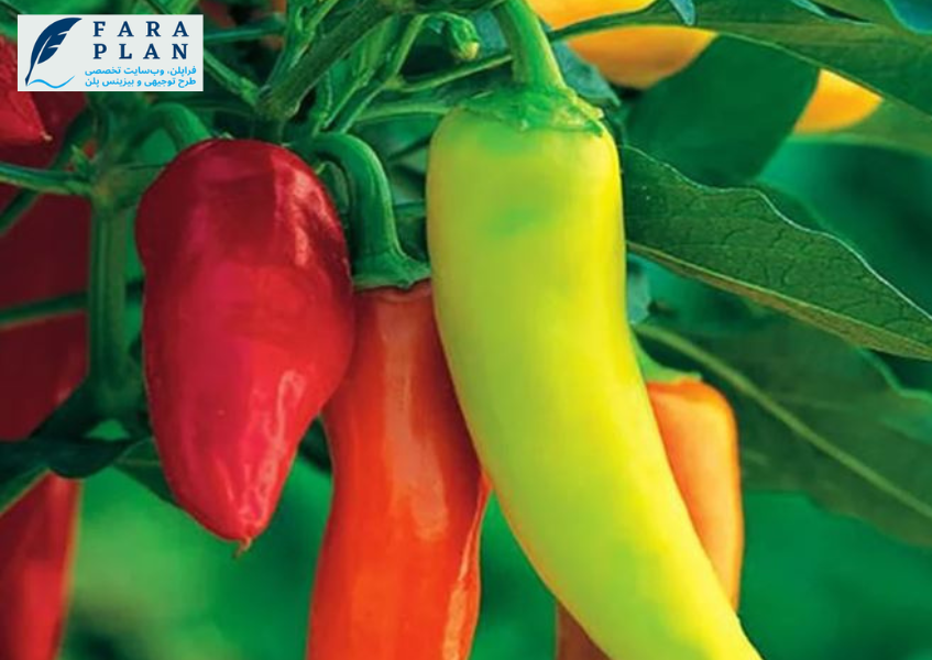 سود و درآمد گلخانه فلفل پاپریکا
