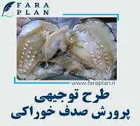 طرح توجیهی پرورش صدف خوراکی