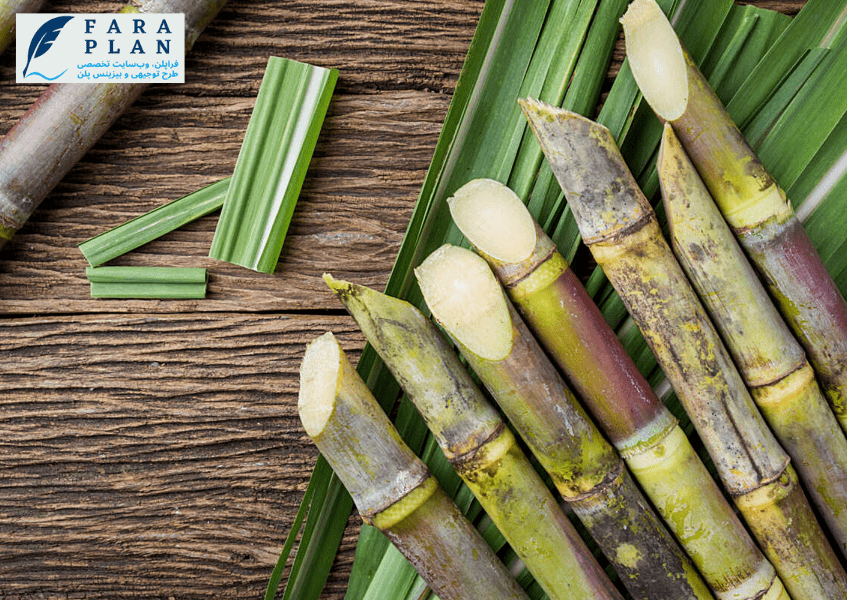 نحوه کشت و پرورش نیشکر