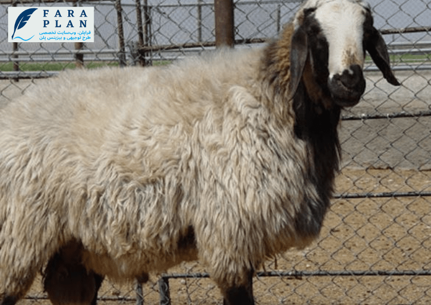 سرمایه مورد نیاز برای شروع کسب و کار پرورش گوسفند شال