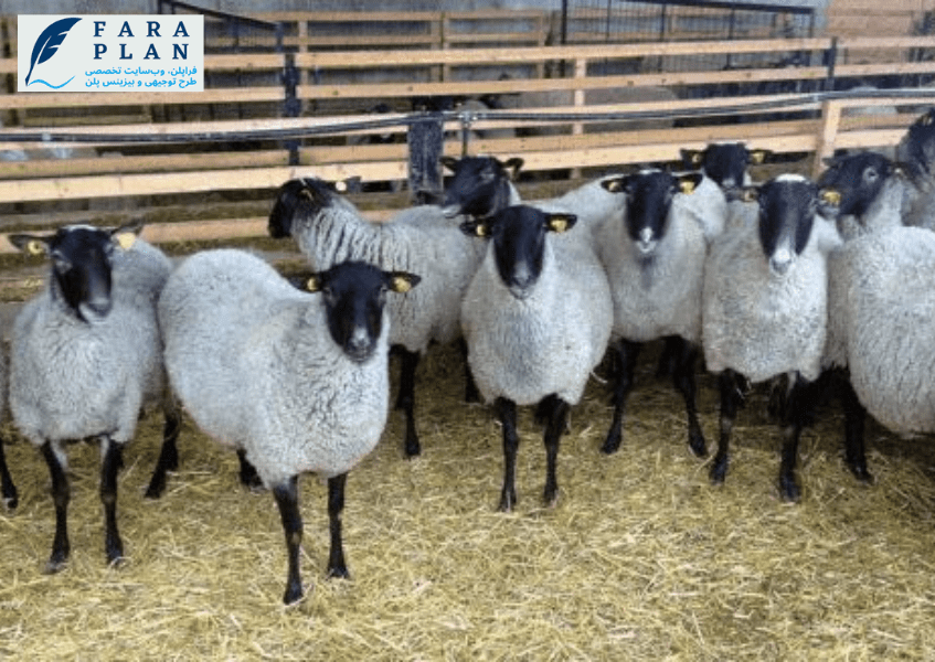 چرا گوسفند شال، بهترین ایده سرمایه گذاری است؟