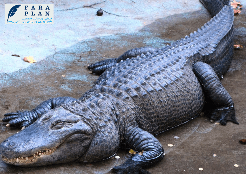 ایده سرمایه گذاری پرورش تمساح
