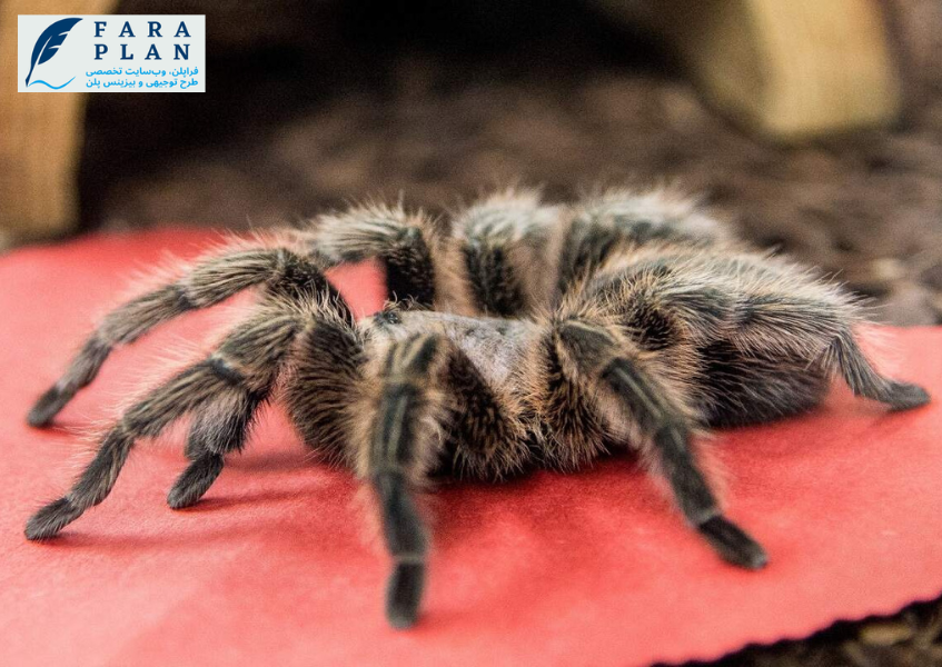 سرمایه لازم برای پرورش رتیل