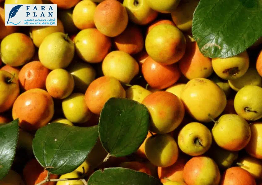 سرمایه لازم برای کشت درخت کنار