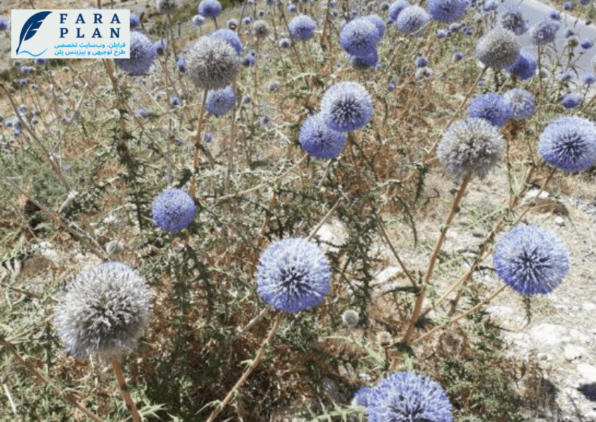 شرایط آب و هوایی ایده آل برای کشت شکر تیقال