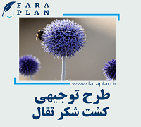 طرح توجیهی کشت شکر تیقال