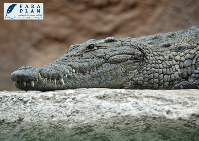 نحوه راه اندازی مزرعه پرورش تمساح