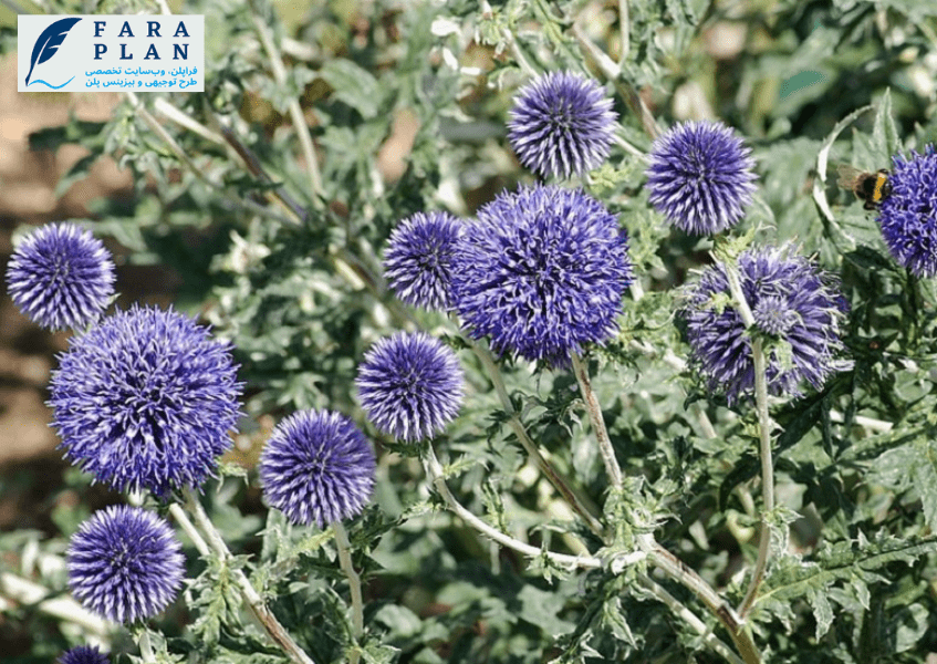 نحوه کاشت ، داشت و برداشت شکر تیقال