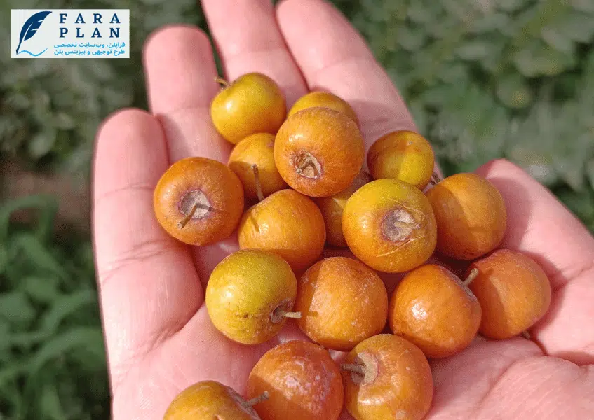 نحوه کاشت، داشت و برداشت درخت کنار