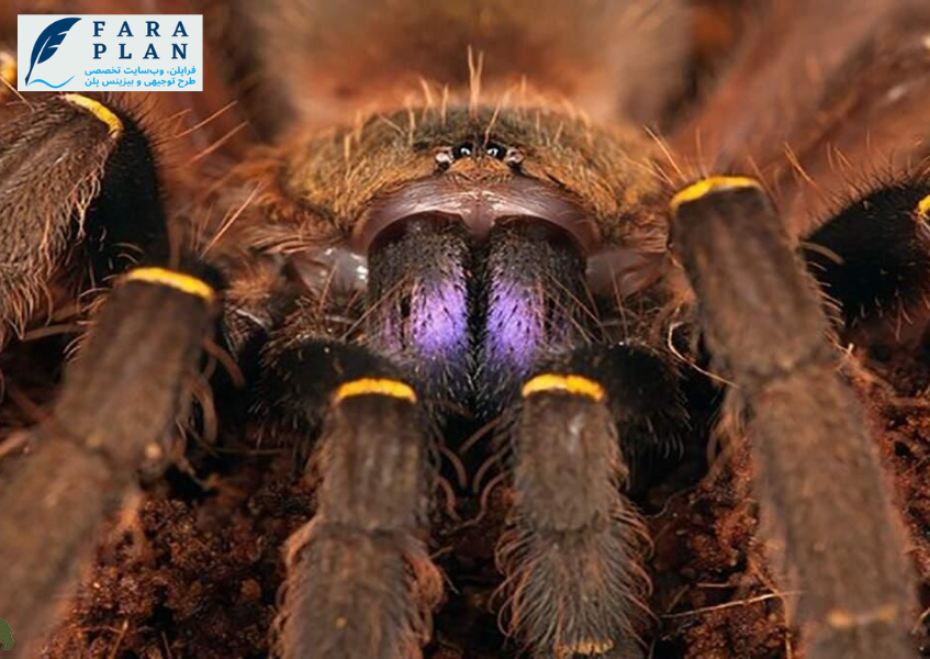 پرورش رتیل، کسب و کاری بسیار سودده