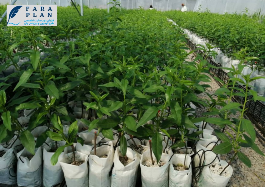سود و درآمد ایده پرورش نهال مثمر