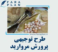 طرح توجیهی پرورش مروارید