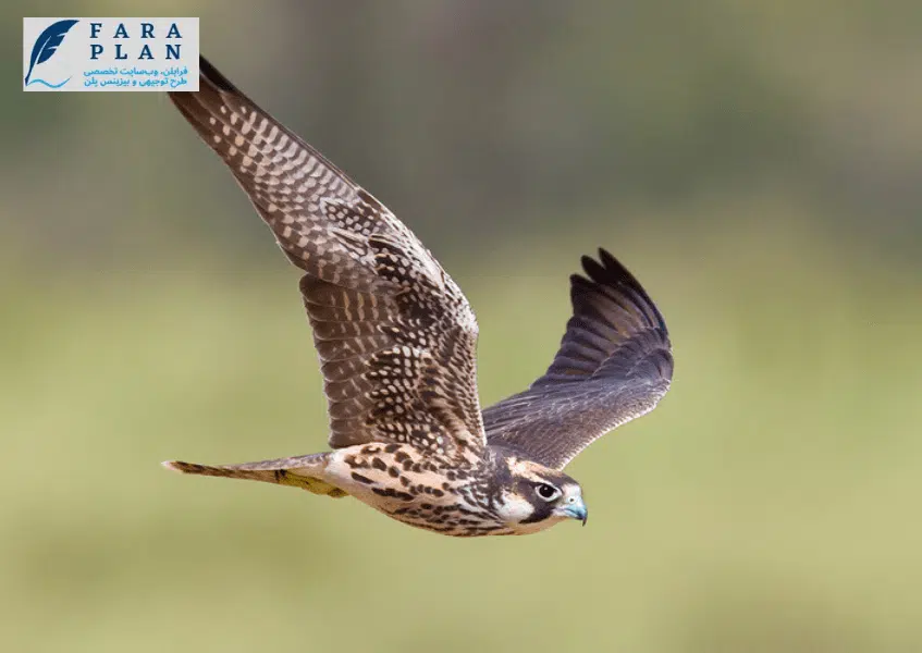 کسب و کار پرورش شاهین