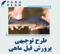 طرح توجیهی پرورش فیل ماهی