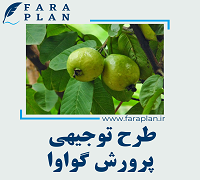 طرح توجیهی پرورش گواوا