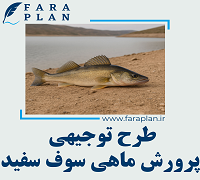 طرح توجیهی پرورش ماهی سوف سفید