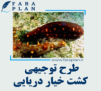 طرح توجیهی کشت خیار دریایی