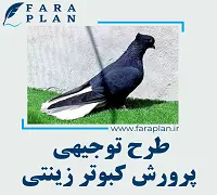 طرح توجیهی پرورش انواع کبوتر زینتی